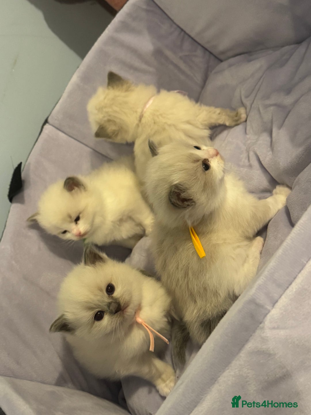 Ragdoll cats for sale: Three beautiful blue ragdoll kittens  - Image 1