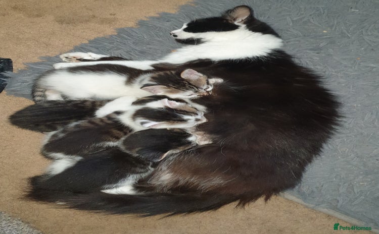 British Longhair cats - Advert 8