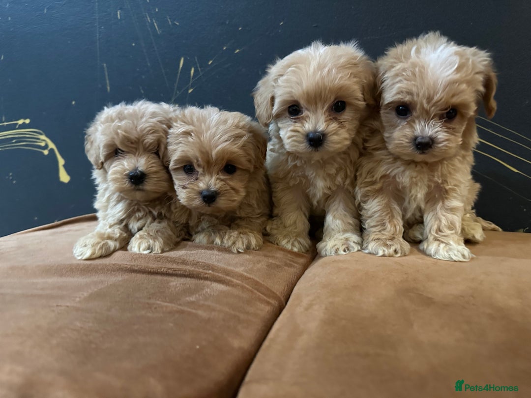 Maltipoo dogs for sale: Gourgeous toy maltipoo puppies❤️ - Image 2