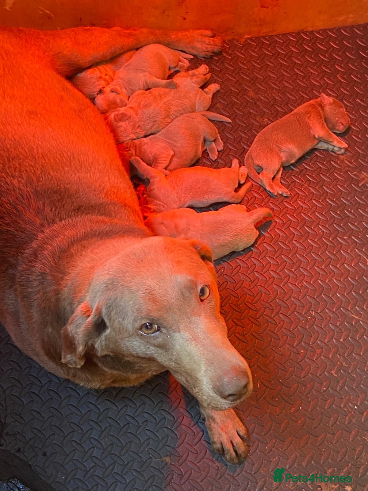 Labrador Retriever dogs GORGEOUS silver Labradors 🐶  - Advert 10