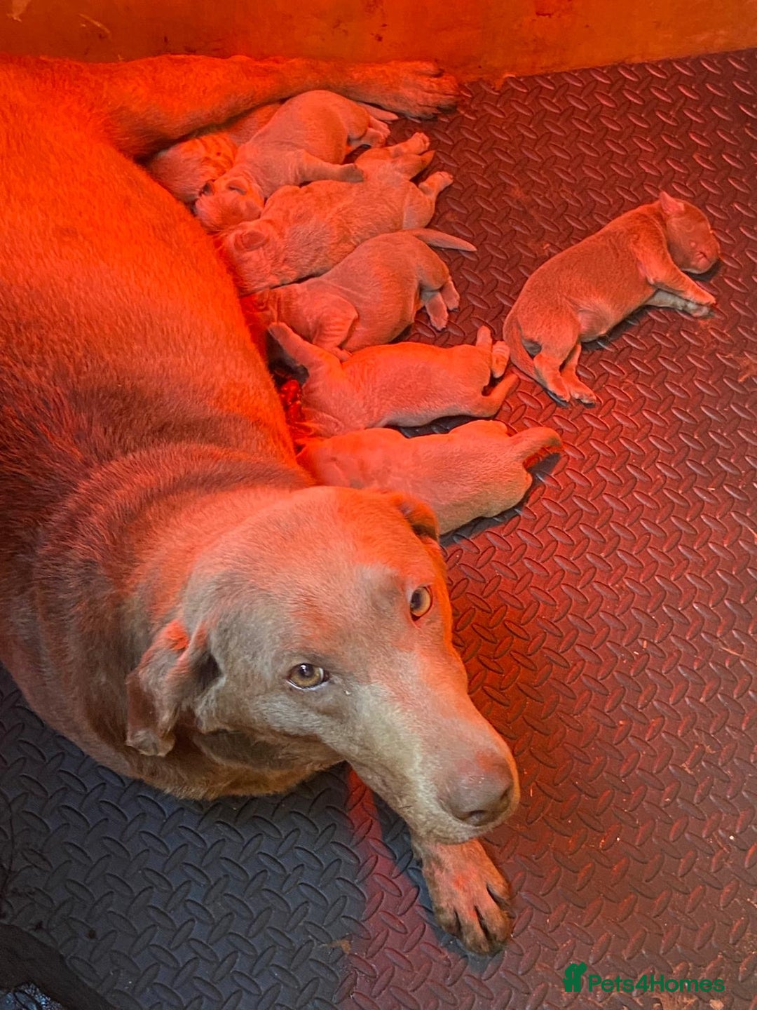 Labrador Retriever dogs for sale: GORGEOUS silver Labradors 🐶  - Advert 1