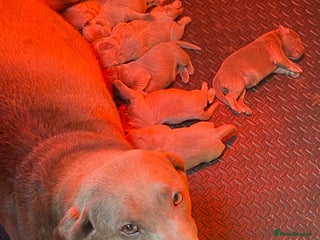 Labrador Retriever dogs GORGEOUS silver Labradors 🐶 - Advert 1