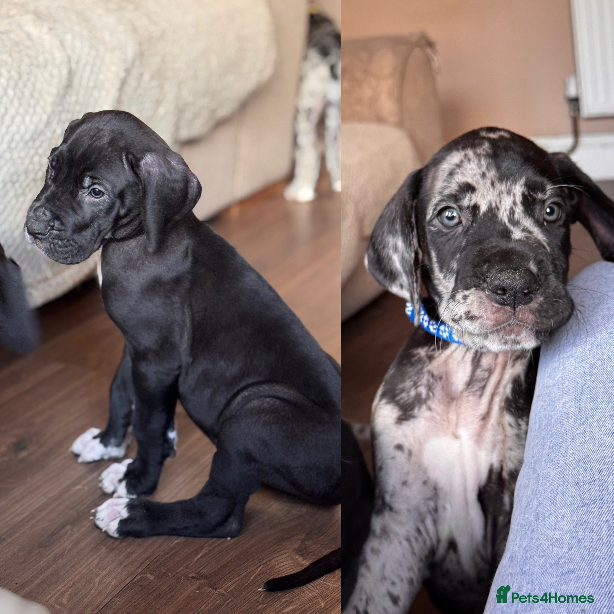 Great Dane dogs KC registered Great Dane pups - Advert 3