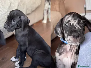 Great Dane dogs KC registered Great Dane pups - Advert 3