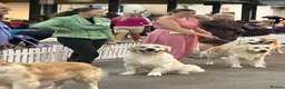 Golden Retriever dogs for stud: STUD DOG ‘ORLAGOLD MAJOR TOM’ (Ziggy)  - Advert 5