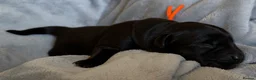 Goldador dogs for sale: Beautiful Goldador Puppies - Advert 28
