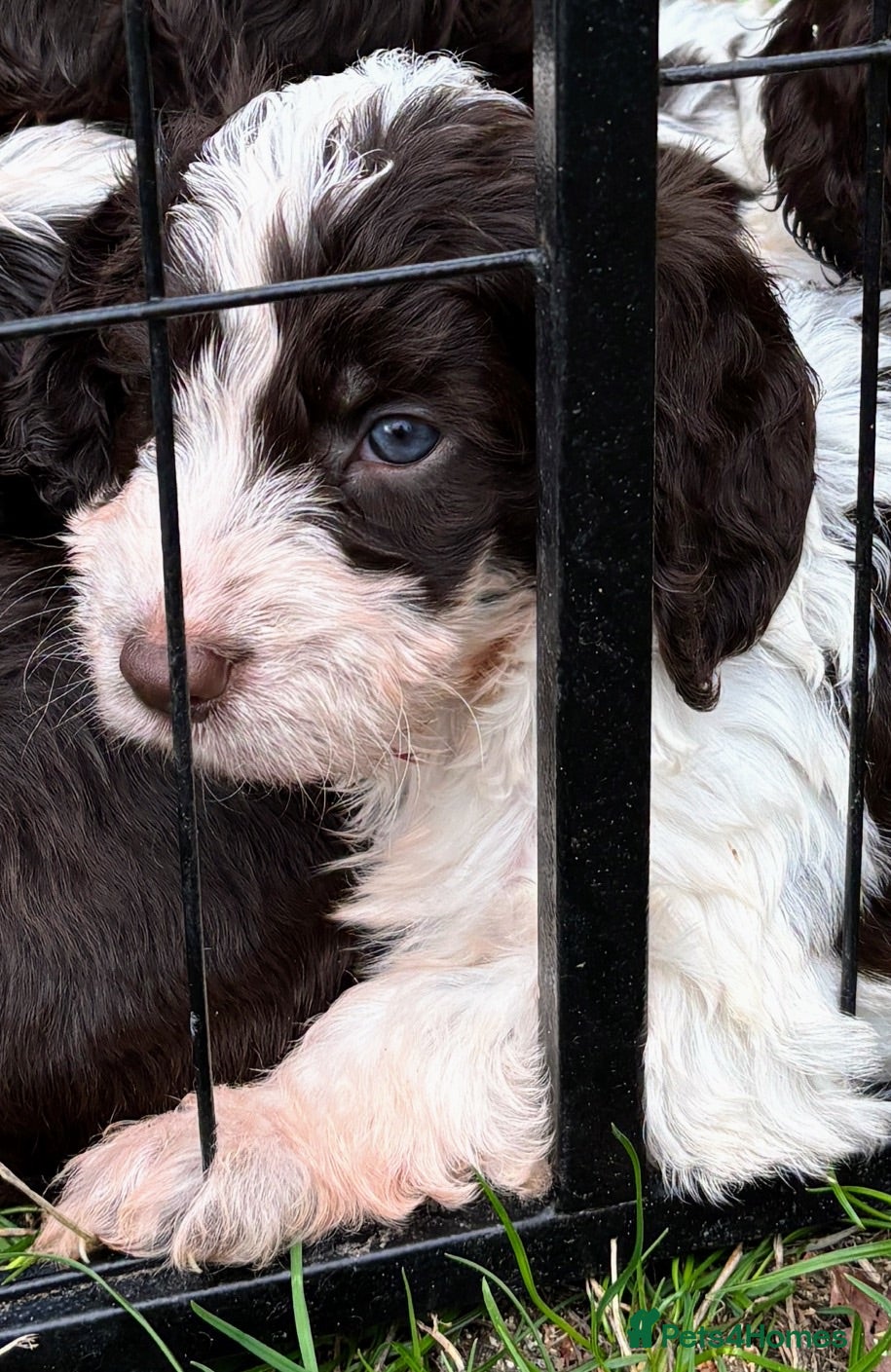 Cockapoo dogs ❤️Top Quality Teddy Bear Cockapoo pups  - Advert 2