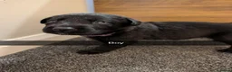 Mixed Breed dogs for sale: Puppies  - Advert 6