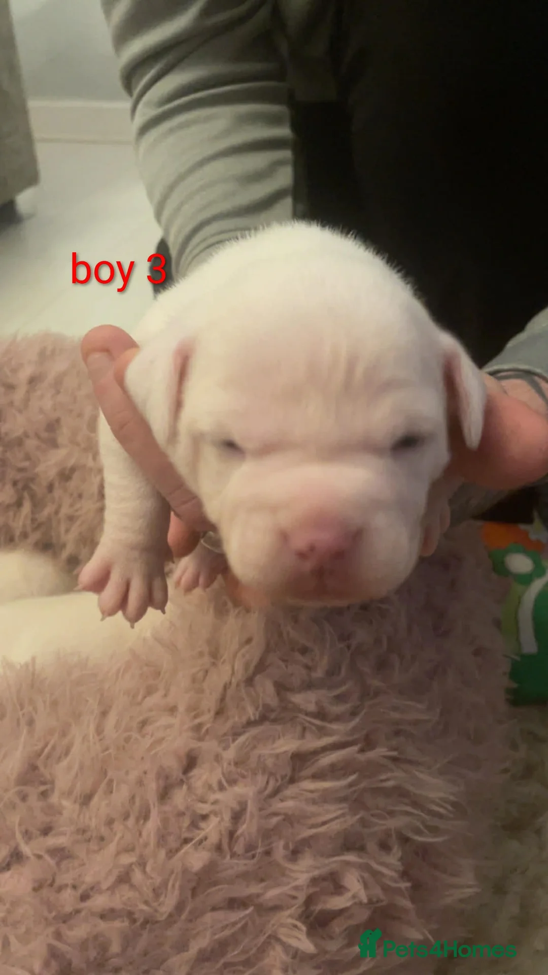 American Bulldog dogs for sale: Stunning American bulldog puppys - Advert 5