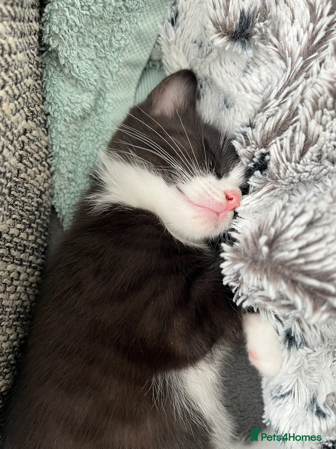 Mixed Breed cats for sale: Black and white girl in Morecambe - Advert 2