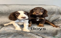 Cocker Spaniel dogs for sale: Cocker Spaniels Ready Now, Fully Vaccinated - Image 4