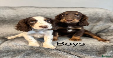 Cocker Spaniel dogs - Advert 10