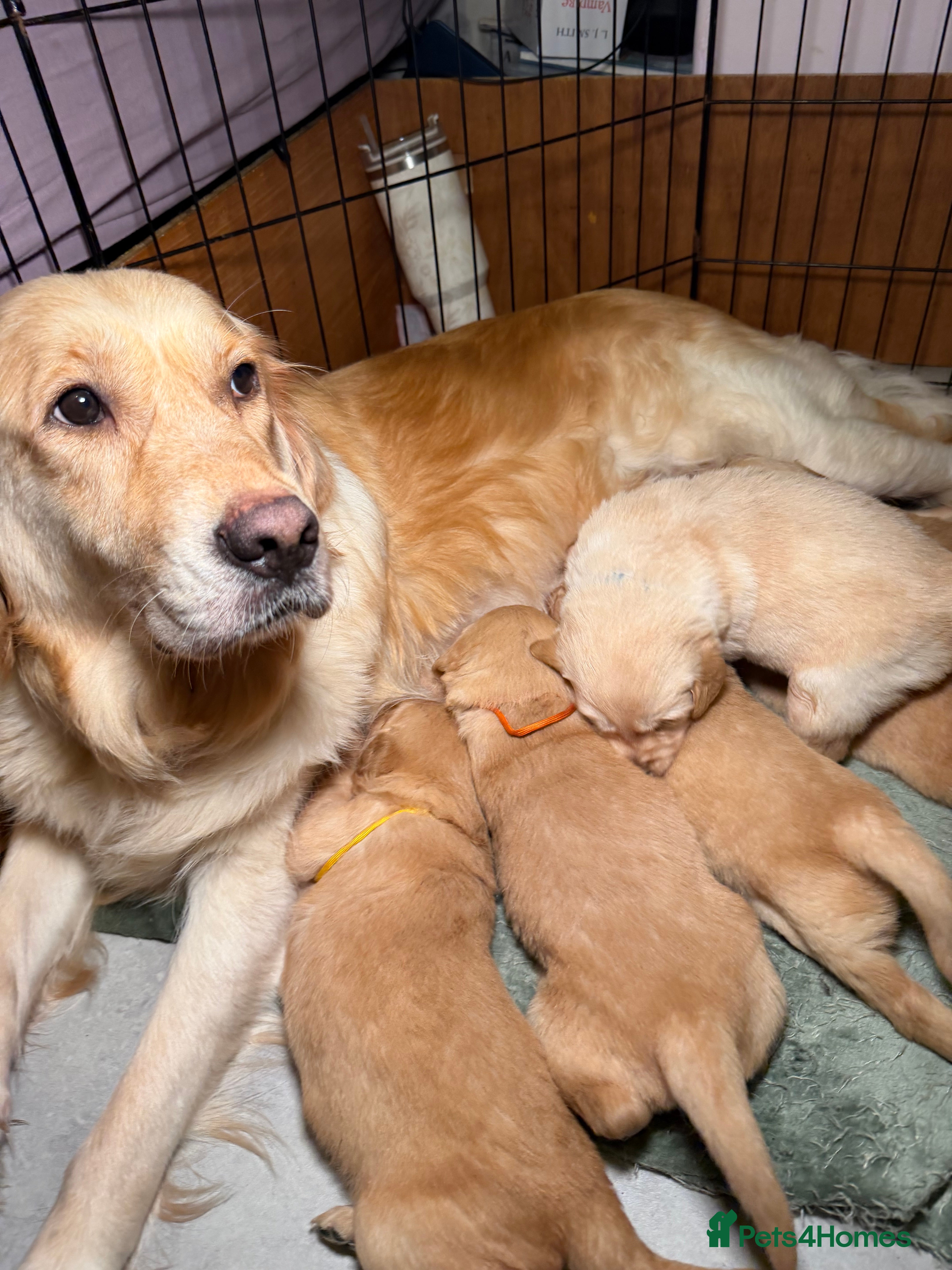 Golden Retriever dogs Beautiful KC Reg Golden Retrievers - Advert 1