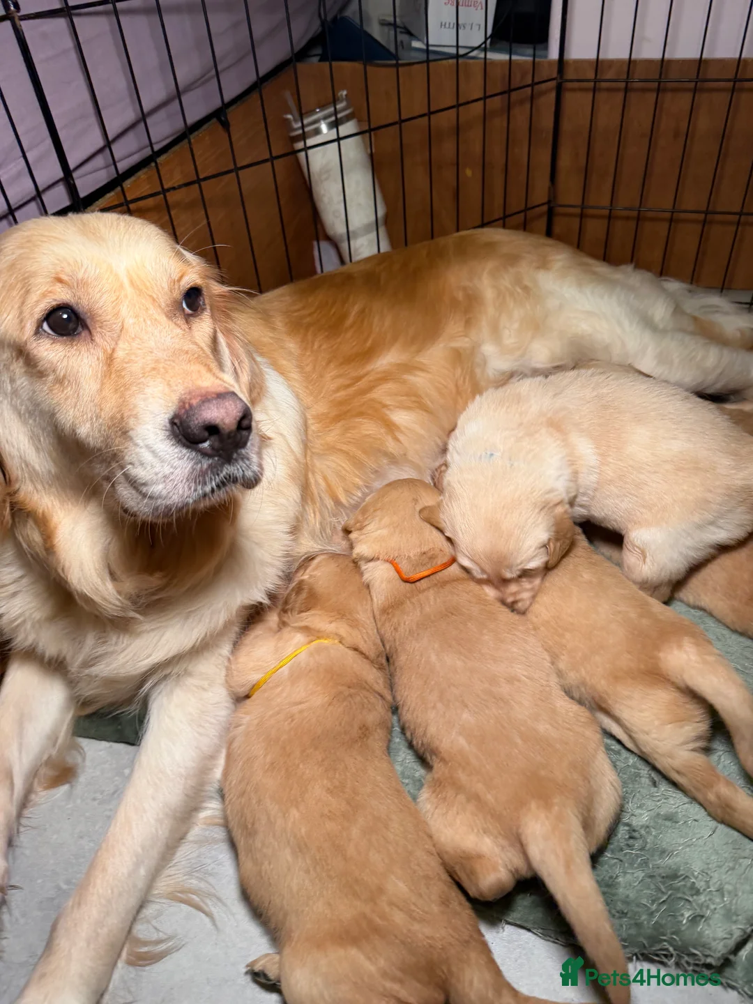 Golden Retriever dogs for sale: Beautiful KC Reg Golden Retrievers - Advert 7