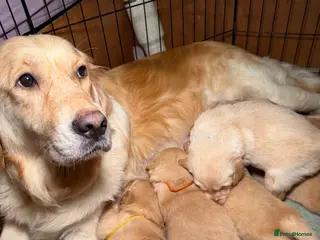 Golden Retriever dogs Beautiful KC Reg Golden Retrievers - Advert 1