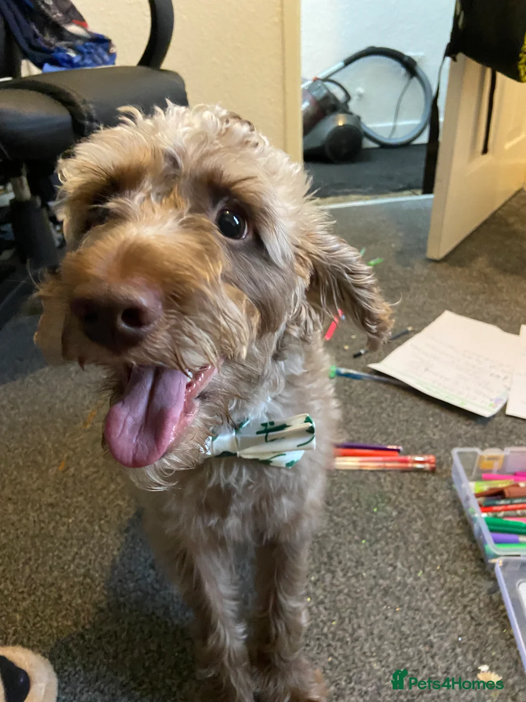 Cockapoo dogs for sale: Male cockapoo - Advert 11