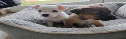 Jack Russell dogs for sale: Adorable Jack Russel Puppies in Farnborough - Advert 6