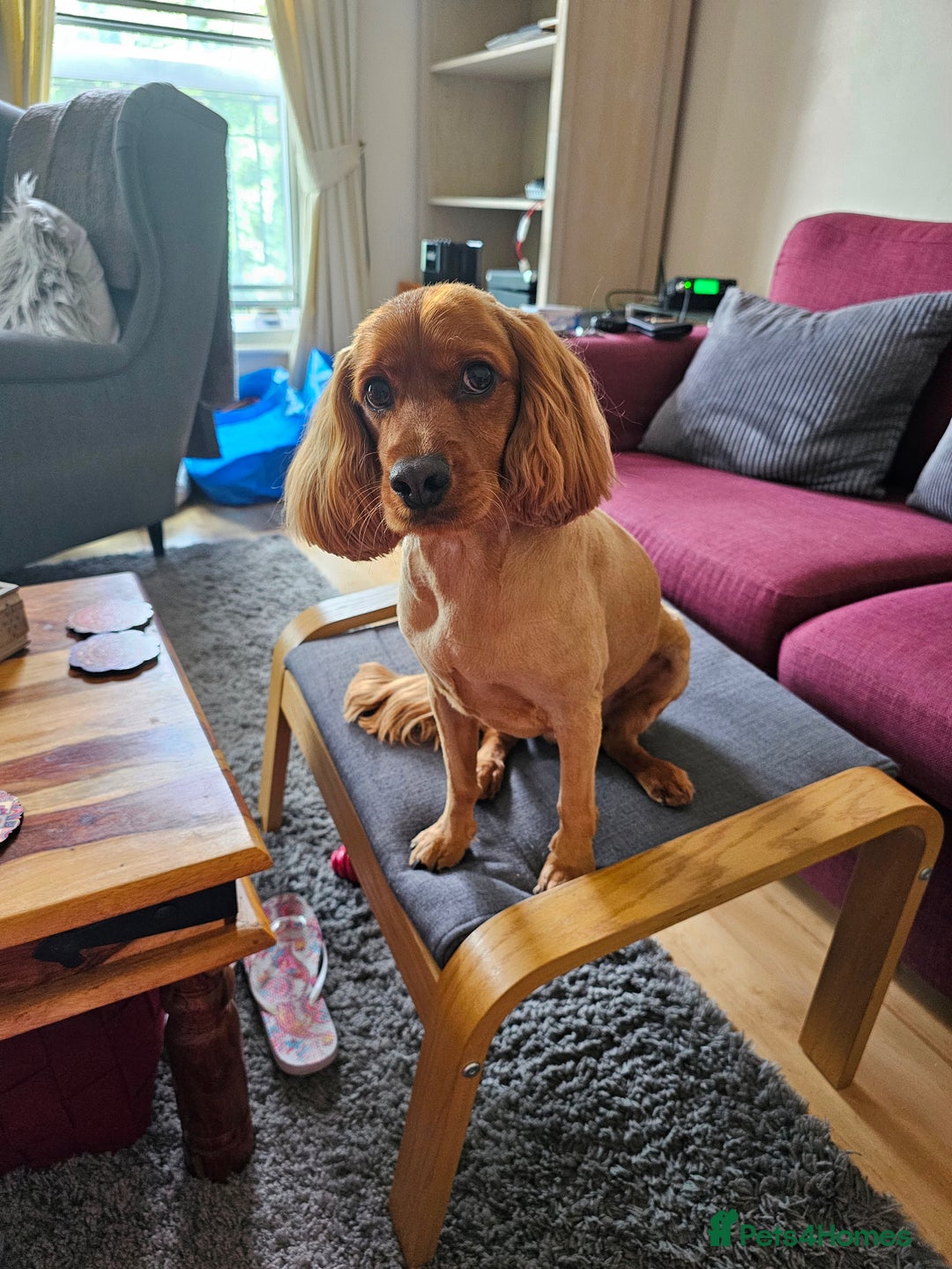 Cockapoo dogs for sale: Loving Home Wanted for Our Beautiful Cockapoo  - Image 2