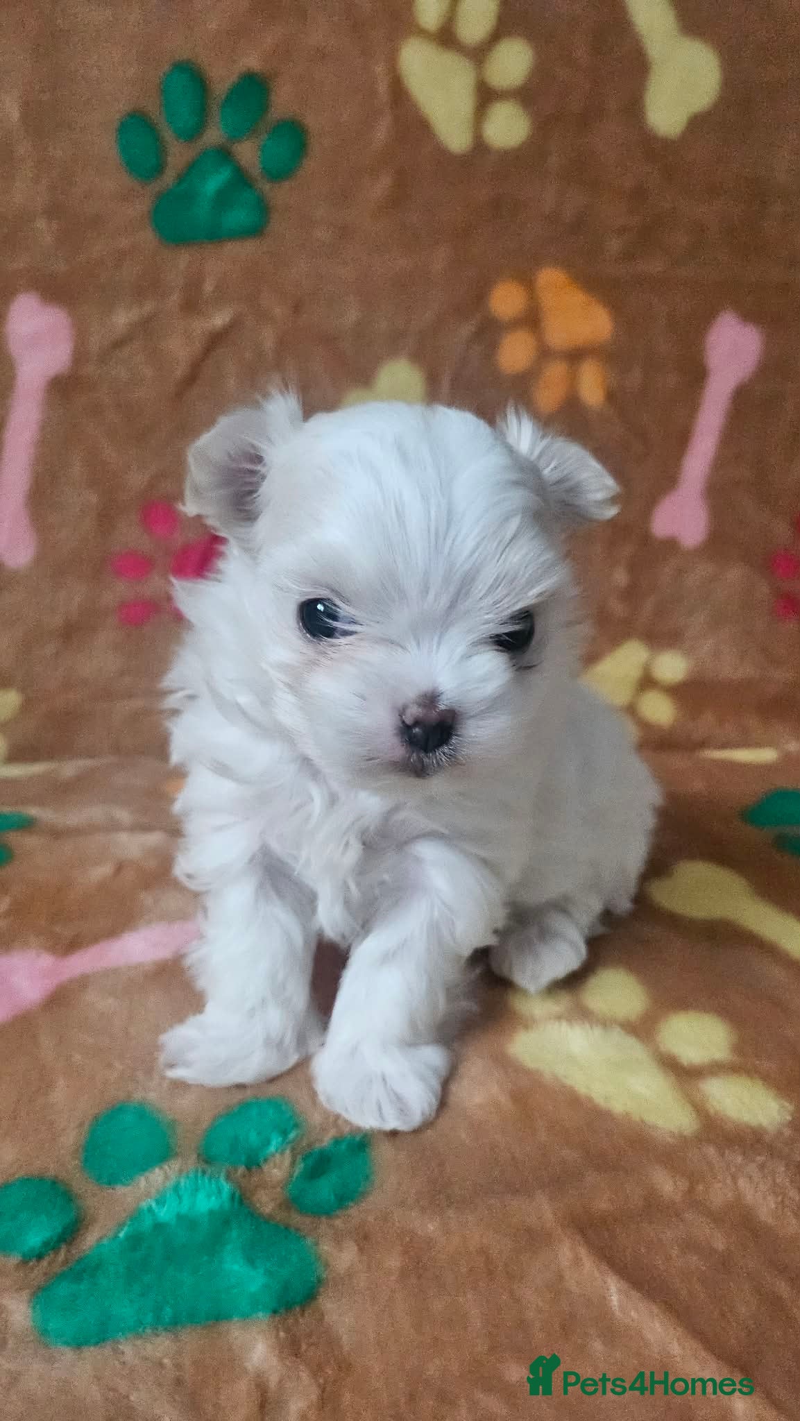 Maltese dogs 🐾 Beautiful Maltese puppy for sale 🐾 - Advert 2