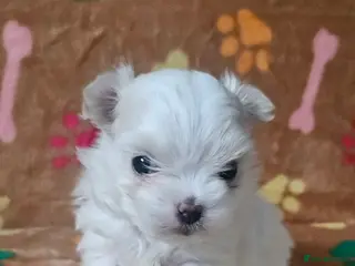 Maltese dogs 🐾 Beautiful Maltese puppy for sale 🐾 - Advert 1