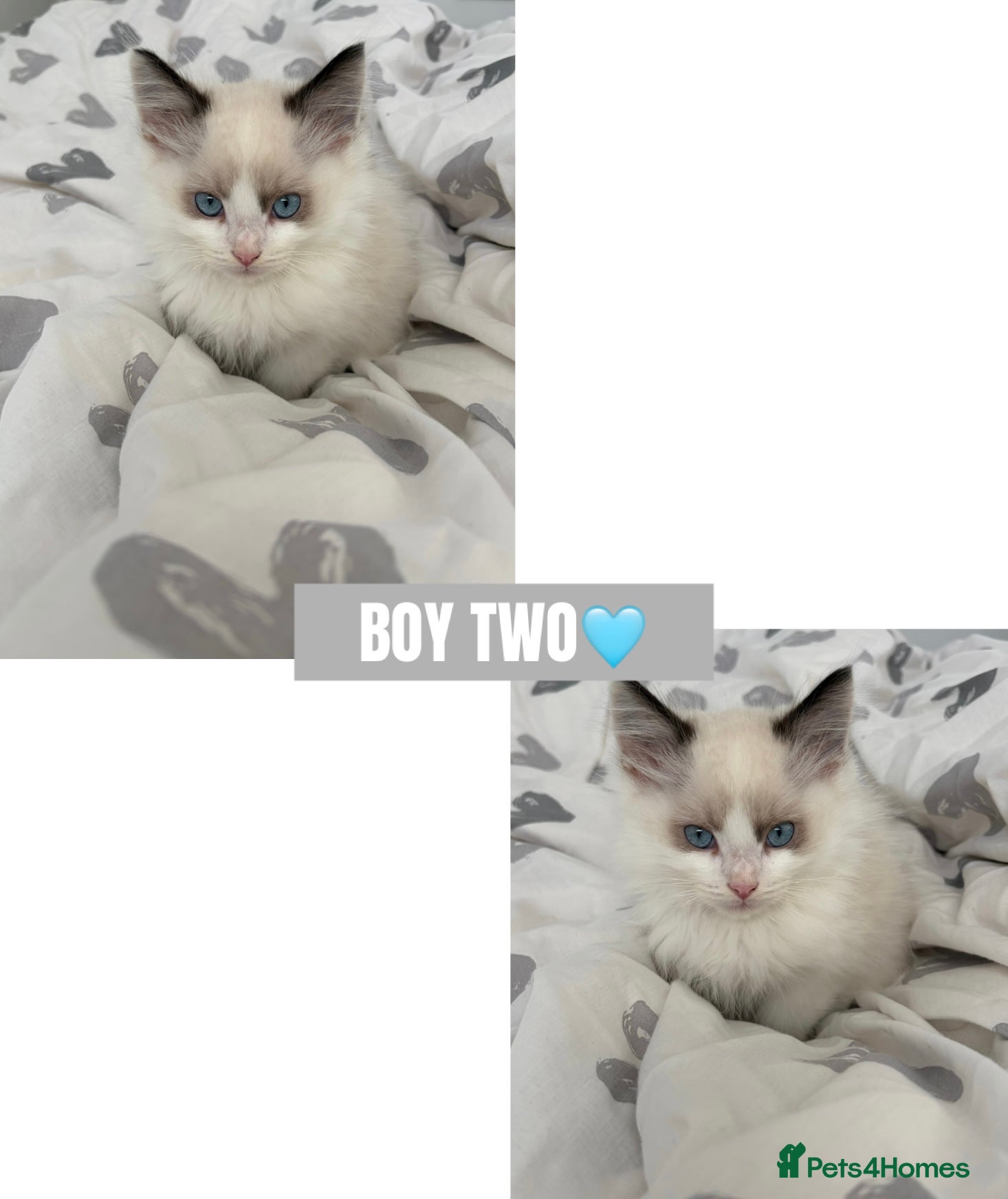 Ragdoll cats Last Beautiful Pure Breed Ragdoll Kitten🤍 - Advert 3
