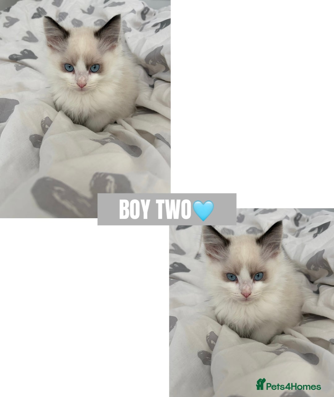 Ragdoll cats for sale: All Kittens Are Now SOLD🩵 - Advert 1