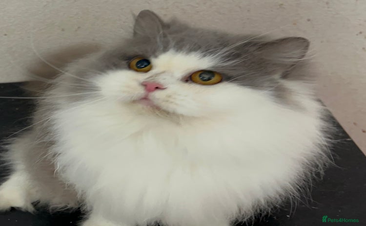 British Longhair cats Beautiful British Longhair - Advert 9