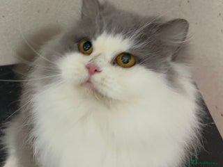 British Longhair cats Beautiful British Longhair - Advert 6