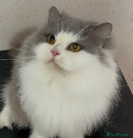 British Longhair cats Beautiful British Longhair - Advert 9