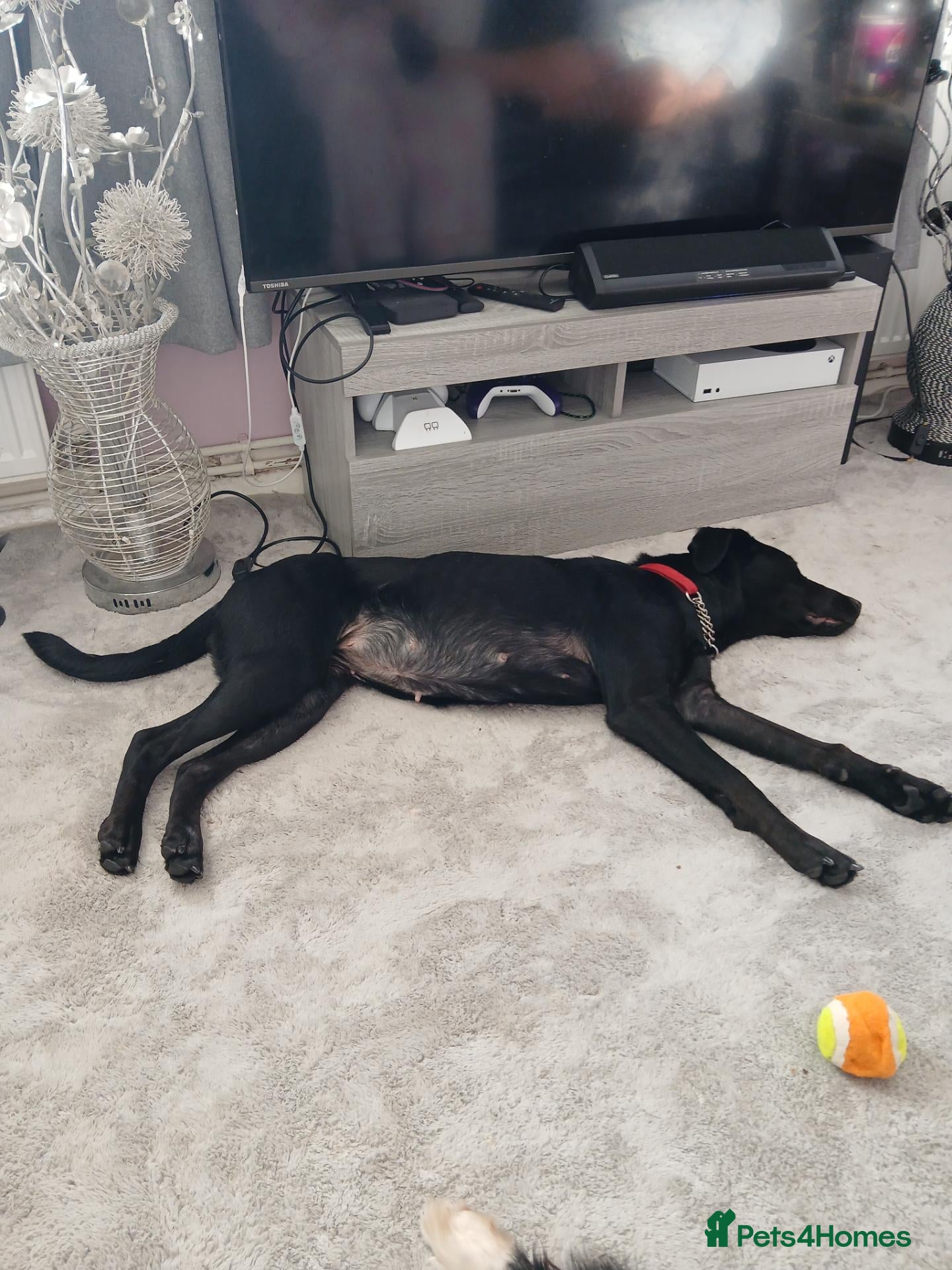 Mixed Breed dogs for sale: Doberman cross Labrador  - Advert 7