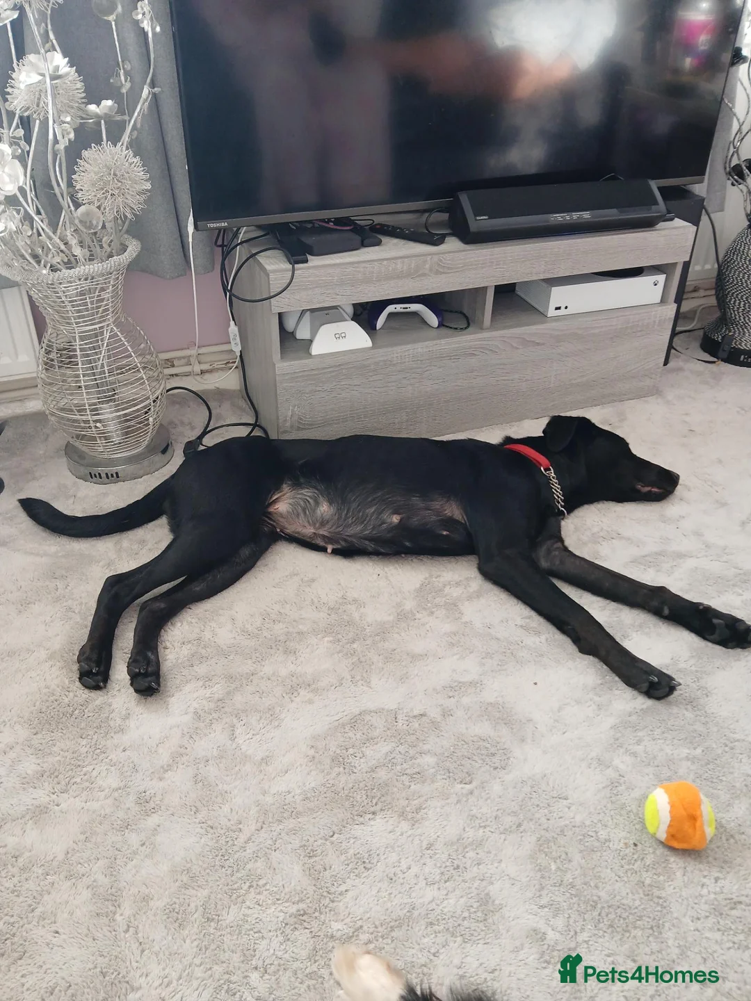 Mixed Breed dogs for sale: Doberman cross Labrador  - Advert 1
