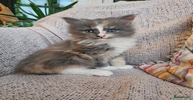 Maine Coon cats - Advert 14
