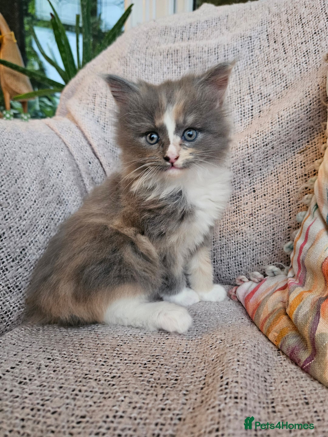 Maine Coon cats for sale: Maine Coon kittens available Chunky and confident - Image 8
