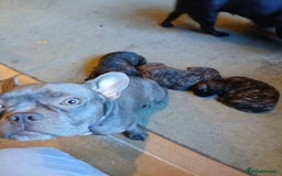 Frug dogs for sale: Two ten week old female frugs for sale - Image 5
