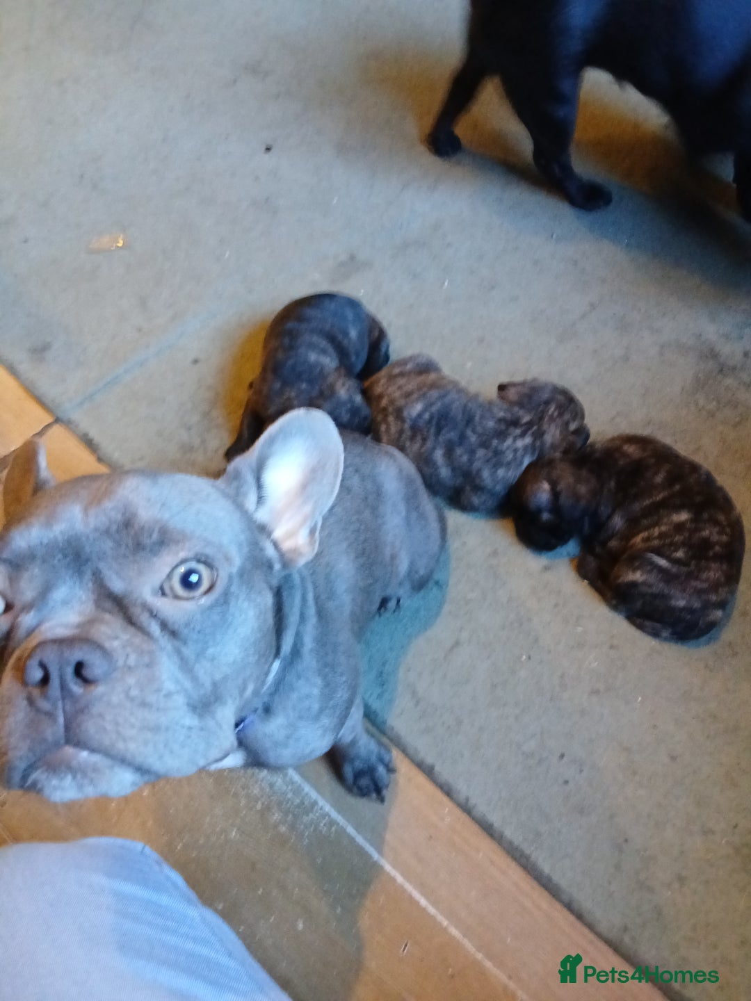 Frug dogs for sale: Two ten week old female frugs for sale - Image 5