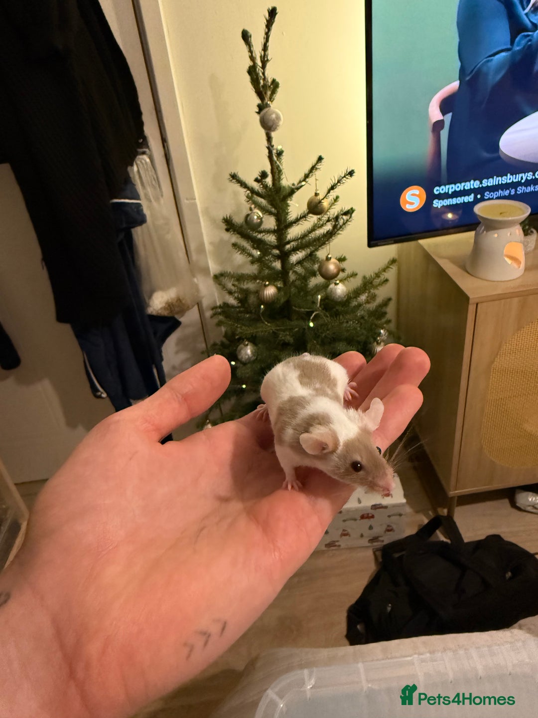 Mouse rodents for sale: Baby mice - more due  - Advert 4