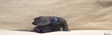 Cocker Spaniel 5