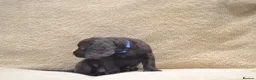 Cocker Spaniel dogs for sale: Chocolate Cocker Spaniel Puppies - Advert 19