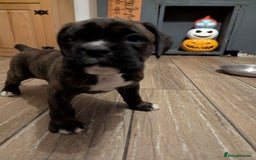 Boxer dogs for sale: Kc reg boxer pups for sale  - Image 9