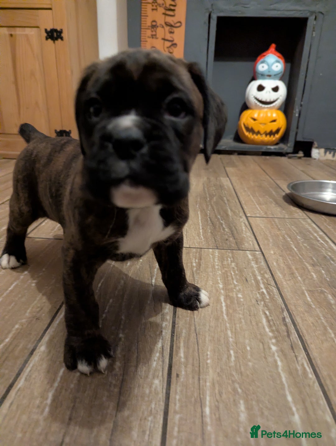 Boxer dogs for sale: Kc reg boxer pups for sale  - Image 9