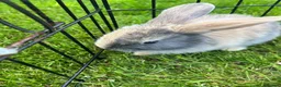 Mini Lop rabbits for sale: Baby lop-eared rabbits  in Clitheroe - Advert 4