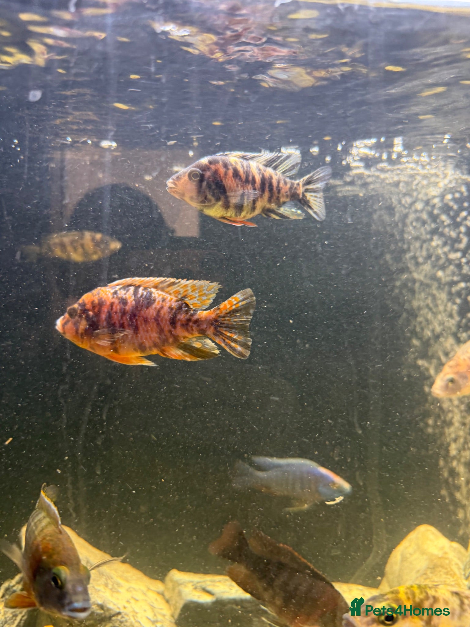 Cichlids fish Orange ob cichlid - Advert 4