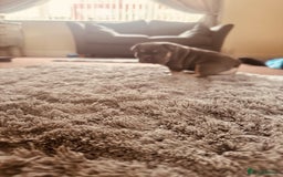 French Bulldog dogs for sale: Stunning French bulldog boy - Image 23