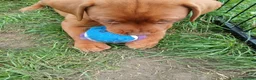 Labrador Retriever dogs for sale: Chunky fox red labrador  - Advert 8