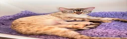 Bengal cats for sale: GORGEOUS BENGAL GIRL KITTENS  - Advert 19