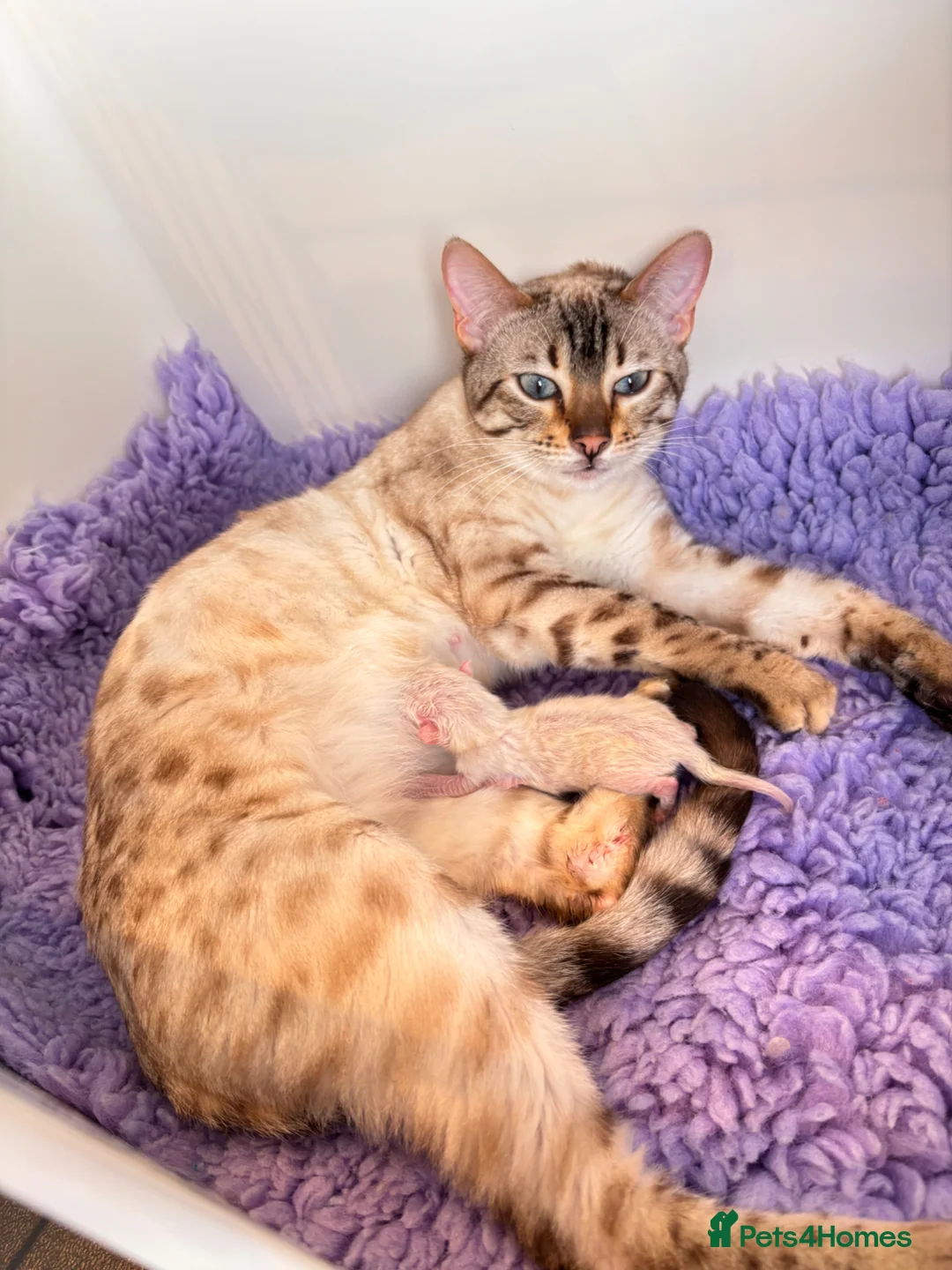 Bengal cats for sale: GORGEOUS BENGAL GIRL KITTENS  - Advert 19