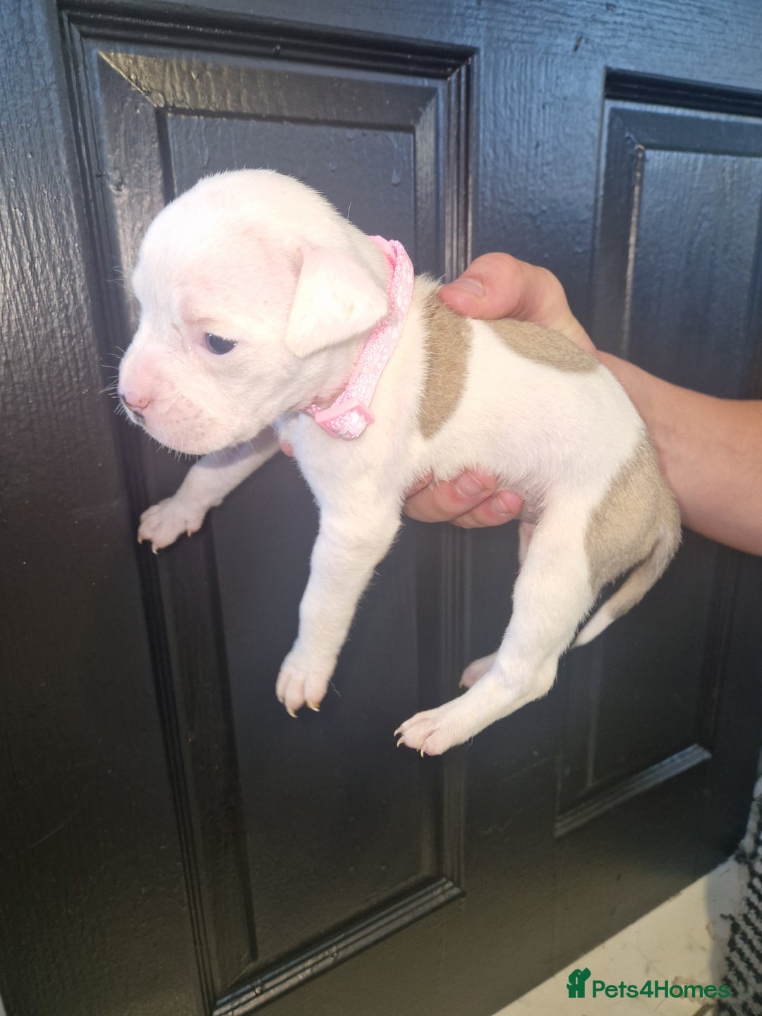 American Bulldog dogs for sale: American  bulldog  pups - Image 16