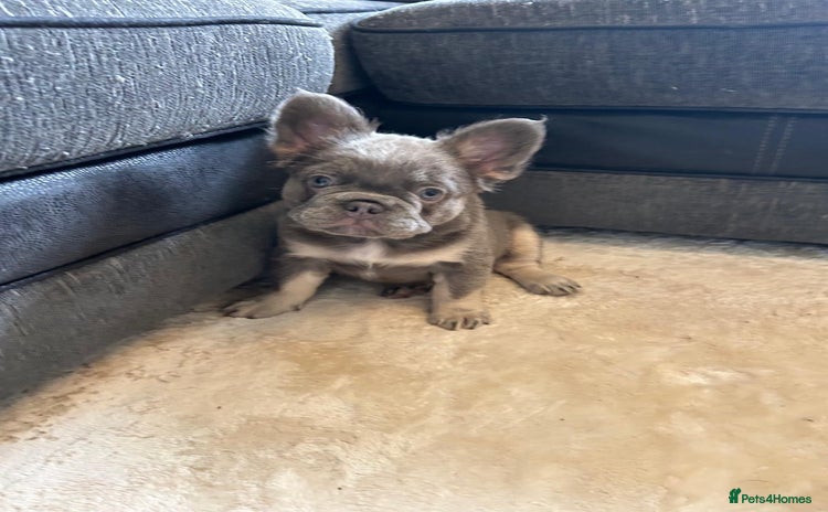French Bulldog dogs - Advert 1
