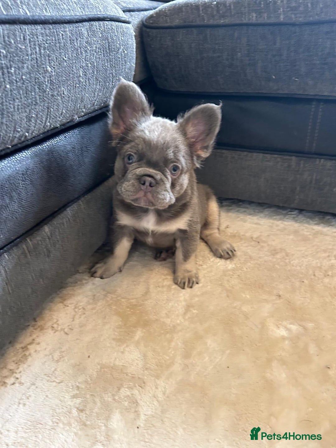 French Bulldog dogs for sale: Kc registered french bulldog pups fluffy Isabella  - Image 1