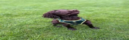 Cocker Spaniel dogs for sale: 15 month Cocker spaniel Girl  - Advert 4